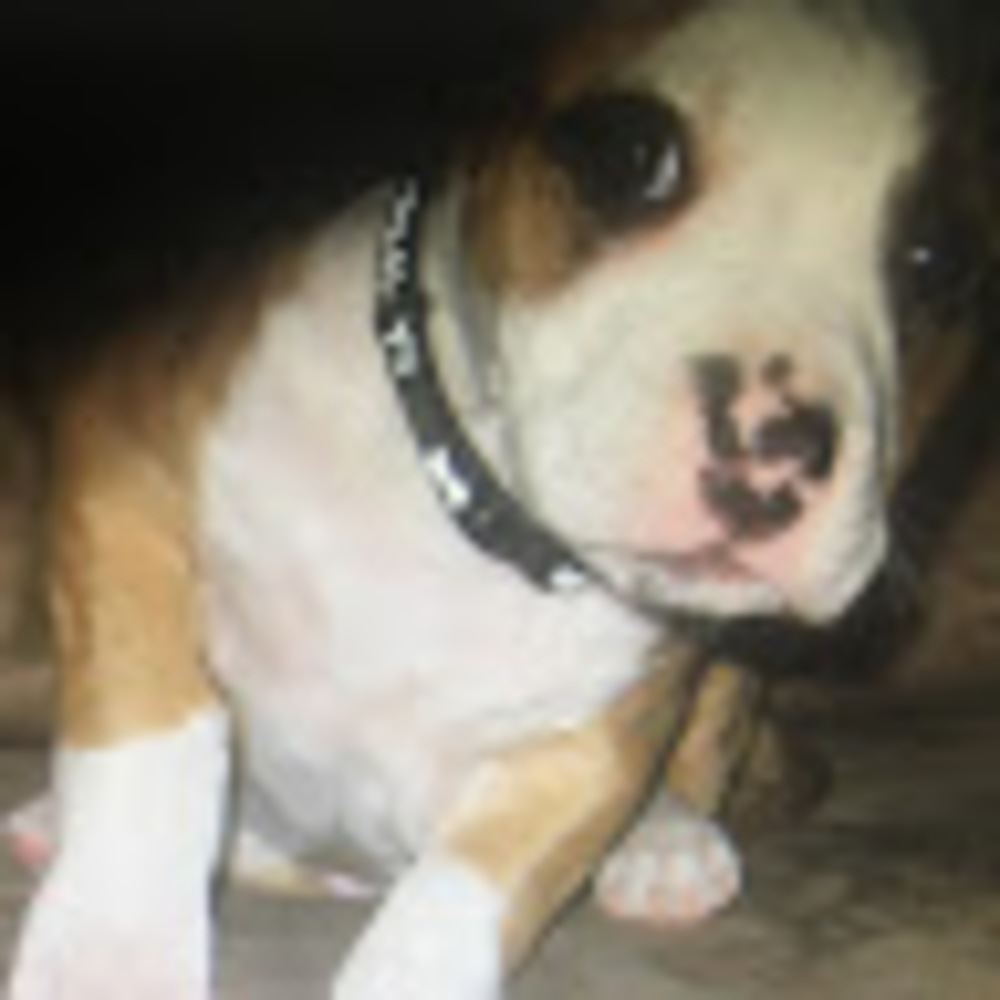 Meet your Posher, Nan